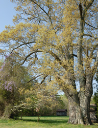 Save Our Family Farm